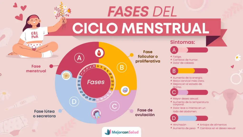 fases del ciclo menstrual